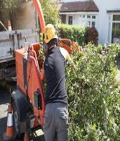 Plymouth Tree Service image 3